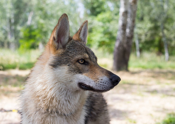 close-up of a gray wolf, in forest - Foto, Bild