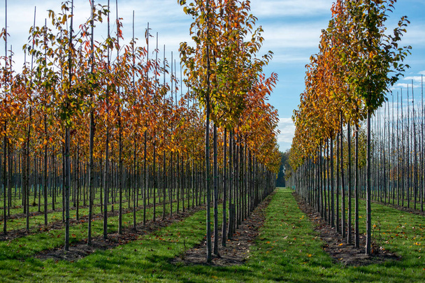 Jardin public et privé, pépinière de parcs aux Pays-Bas, spécialisée dans les arbres de taille moyenne à très grande, plantation d'aulnes gris en rangs
 - Photo, image