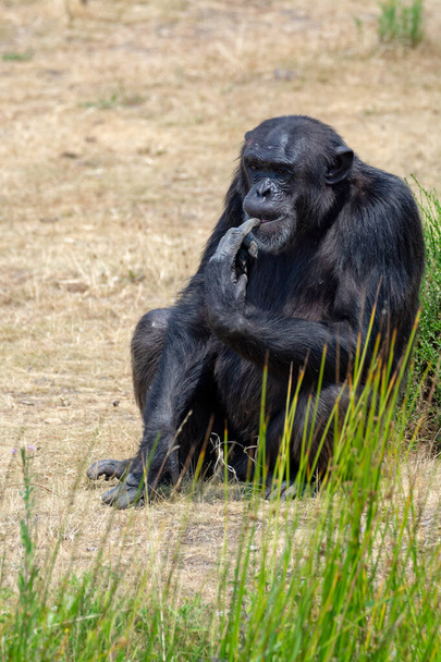 Macaco chimpanzés preto saindo no parque de safári de perto
 - Foto, Imagem