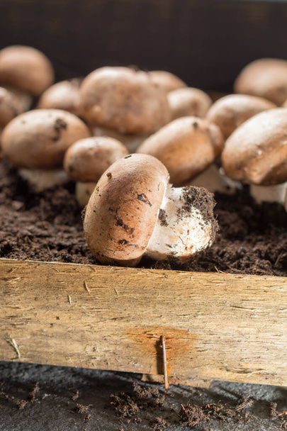 Teelt van bruine champignons paddestoelen, groeien in ondergrondse natuurgrotten in Frankrijk, klaar voor de oogst close-up - Foto, afbeelding