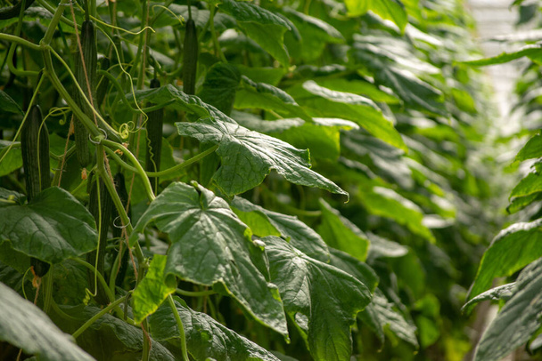 Big ripe long green cucumbers, growing in glass greenhouse, bio farming in the Netherlands - Zdjęcie, obraz