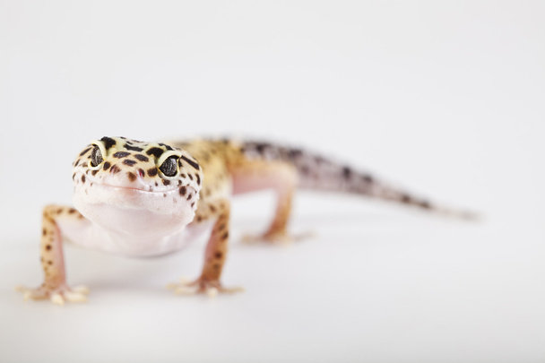 Gecko. - Foto, Imagen
