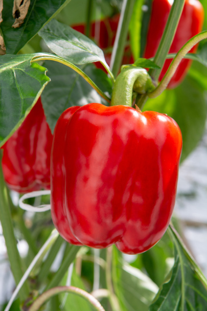 Velké zralé papriky, červená paprika, pěstování ve skleníku, bio zemědělství v Nizozemsku - Fotografie, Obrázek