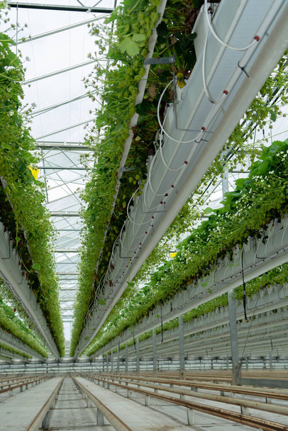 Bio agricultura en los Países Bajos, invernadero de vidrio holandés con plantas de fresa creciendo en camas elevadas de cerca
 - Foto, Imagen