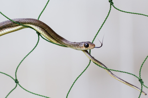Snake, green snake uit thailand - Foto, afbeelding