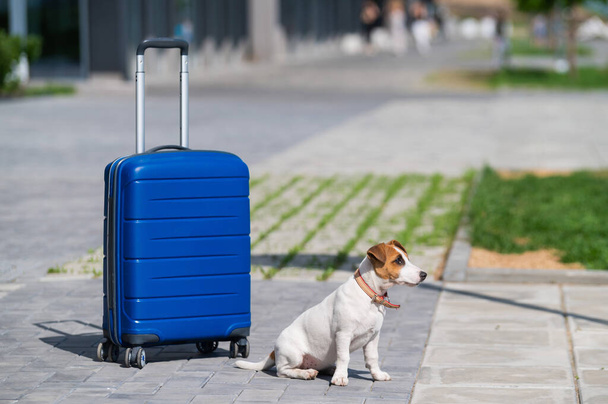 A lonely puppy Jack Russell Terrier is sitting on the sidewalk next to a blue suitcase. Little dog traveler resting on the road with luggage. Summer vacation alone. - Фото, изображение