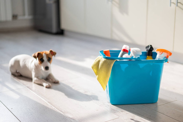 A smart, calm puppy lies next to a blue bucket of cleaning products in the kitchen. A set of detergents and a rag for home cleaning and a small dog on a wooden floor in the apartment. No people. - Foto, Bild