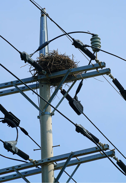 a nest built on a telephone pole. - 写真・画像