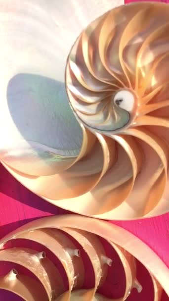 coquille nautilus perle Fibonacci séquence symétrie coupe transversale spirale structure de la coquille rapport d'or fond nature patron coquille de mollusque (nautilus pompilius) copier espace moitié split stock footage - Séquence, vidéo