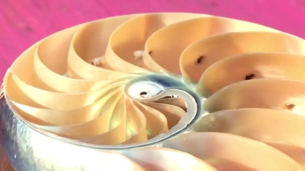nautilus shell symmetry Fibonacci golden ratio sequence number stock footage video - Footage, Video