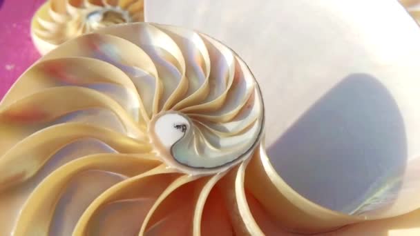 nautilus skorupa symetria Fibonacci złoty stosunek sekwencja numer magazyn materiał wideo - Materiał filmowy, wideo