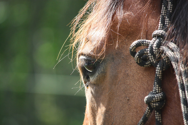 Primo piano di occhio di cavallo marrone - Foto, immagini
