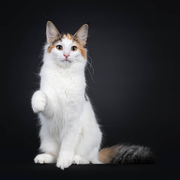 Cute young Norwegian Forestcat cat, sitting facing front. Looking straight at lens. Fluffy tail beside body and one paw playful in air. Isolated on black background. - Photo, Image
