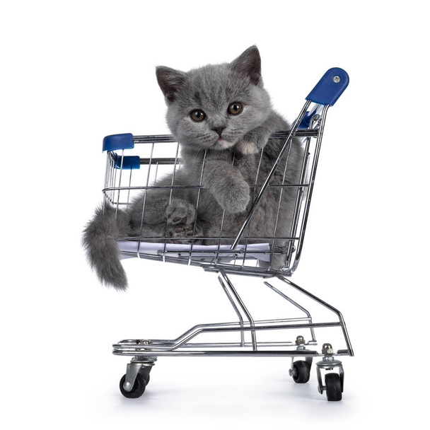 Cute small blue tortie British Shorthair cat kitten, hanging in mini shopping cart. Paws over edge and looking towards camera with brown eyes. Isolated on white background. - Foto, Imagen
