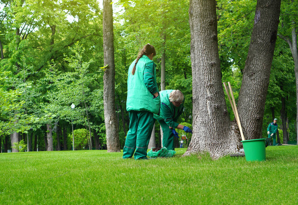 Painting tree trunks from pests. Tree protection. Caring for trees in the park. Kharkiv, Ukraine - 25 May, 2020. - Foto, Bild