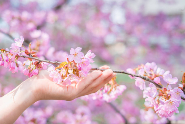 Девушка держит цветок сакуры. Естественный фон. Забота о природе с копировальным пространством
. - Фото, изображение