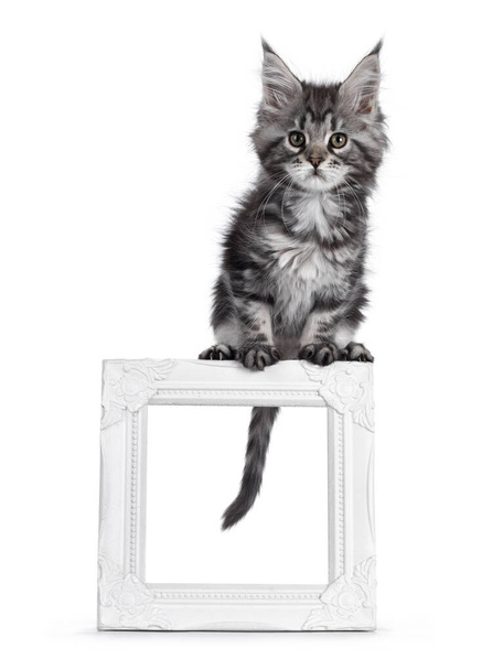 Супер симпатичный серебряный котенок Тэбби Мэйн Кун, сидящий на пустой белой фоторамке. Выглядит мечтательно в сторону камеры. Изолированный на белом фоне
. - Фото, изображение