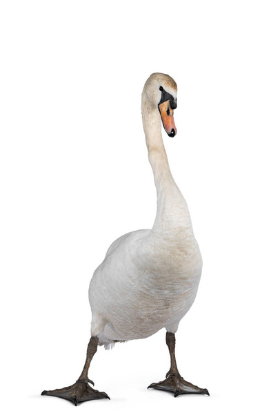 Beautiful male white Mute swan, standing facing front. Looking to camera. One paw in front with attitude. Isolated on white background. - Photo, Image
