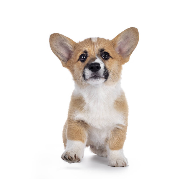 Adorable Welsh Corgi Pembroke dog puppy, walking facing front towards camera. Looking straight to camera with shiny eyes. Isolated on white background. - Foto, Imagen