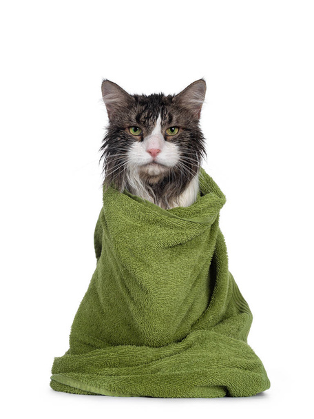 Mokry świeżo umyty dorosły norweski kot leśny, siedzący twarzą do przodu owinięty zielonym ręcznikiem. Wyglądają na wkurzonych. Izolacja na białym tle. - Zdjęcie, obraz