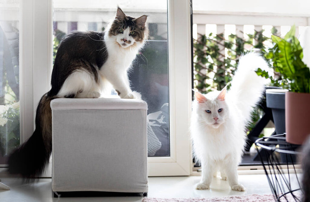 Dva Maine Mýval kočky sedí a stojí v obývacím pokoji s výhledem na balkon na pozadí. - Fotografie, Obrázek