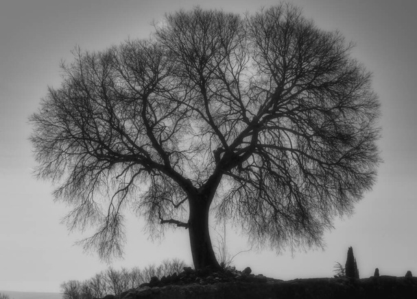 Mystický strom bílý a černý - Fotografie, Obrázek