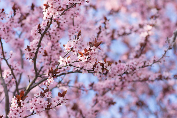 Cherry Blossoms Against A Blue Sky Background. Image can be utilized editorially or commercially. - Photo, Image