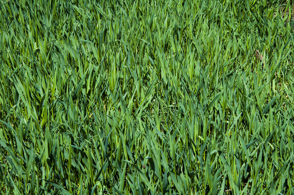 Tall bright lush green grass. Grass texture - Photo, Image