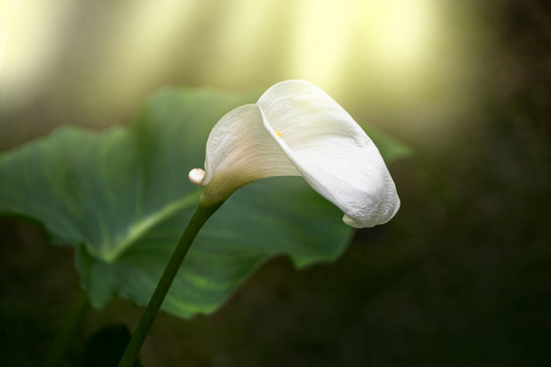 Калья лілія, красиві білі кальянові лілії, що цвітуть в саду, Арумська лілія, Золота калья
 - Фото, зображення