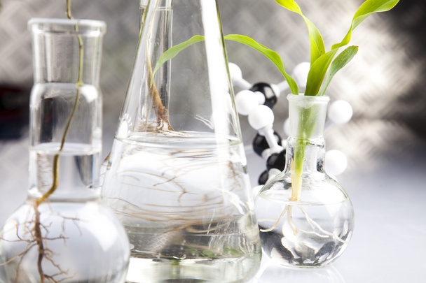 Objectos de vidro para laboratório que contenham plantas em laboratório
 - Foto, Imagem