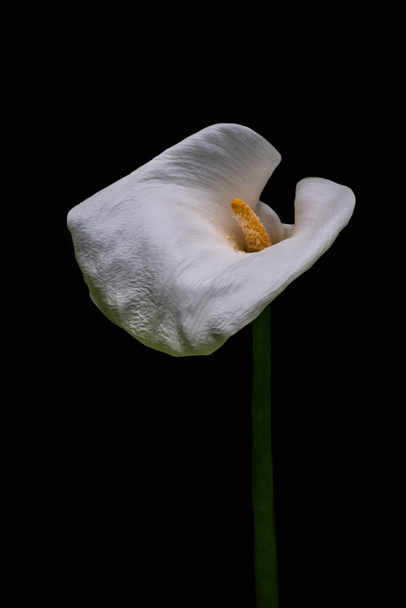 White Calla Lilly flower isolated on black background. Copy space. - Zdjęcie, obraz