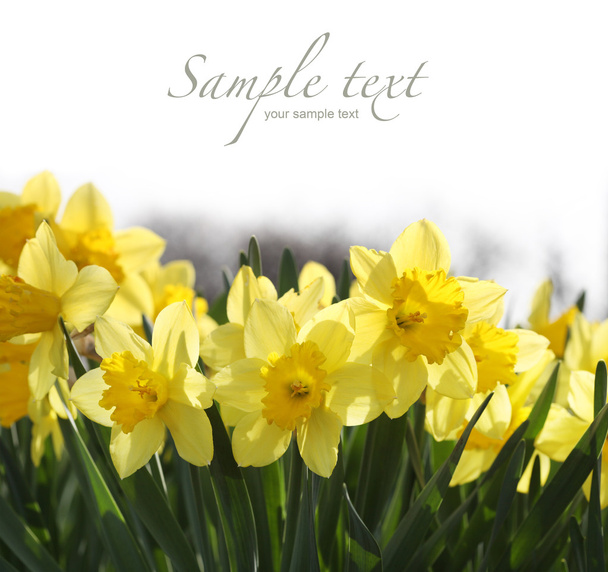 Yellow daffodils - Foto, Imagen