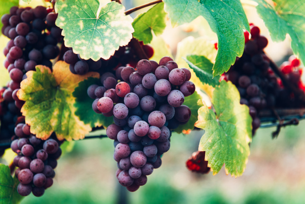 Dojrzałe winogrona jesienią w Alzacji, Francja - Zdjęcie, obraz