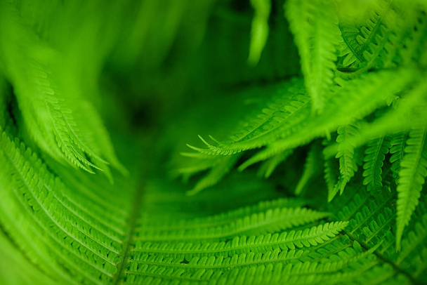 Wildlife concept. Green Leaf Fern.  Ecology concept. Symbol Wildlife Ecology. Green leaf of fern in the sun.  - Foto, Imagen
