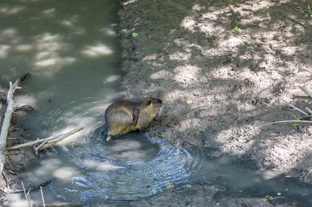 coypu , also known as the river rat or nutria - Photo, Image