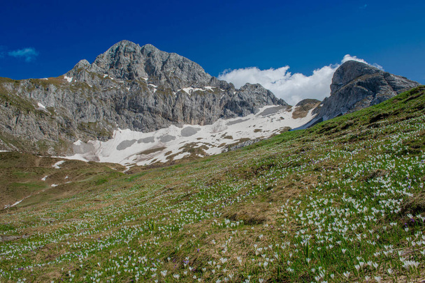 kwitnące pastwiska w górach - Zdjęcie, obraz