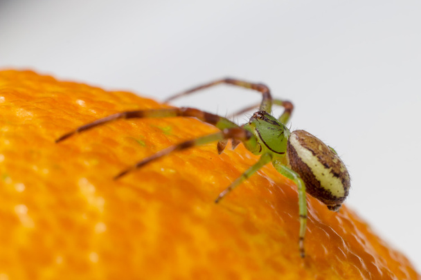 Yeşil yengeç örümceği (diaea dorsata) - Fotoğraf, Görsel