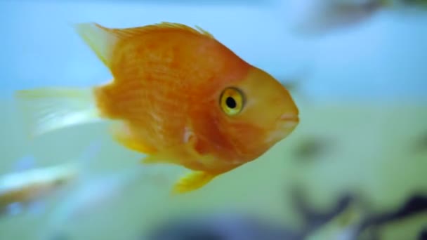 Golden fish that swims in the water. Happy fish - Footage, Video