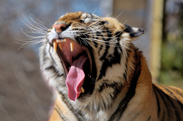 тигр - Фото, изображение