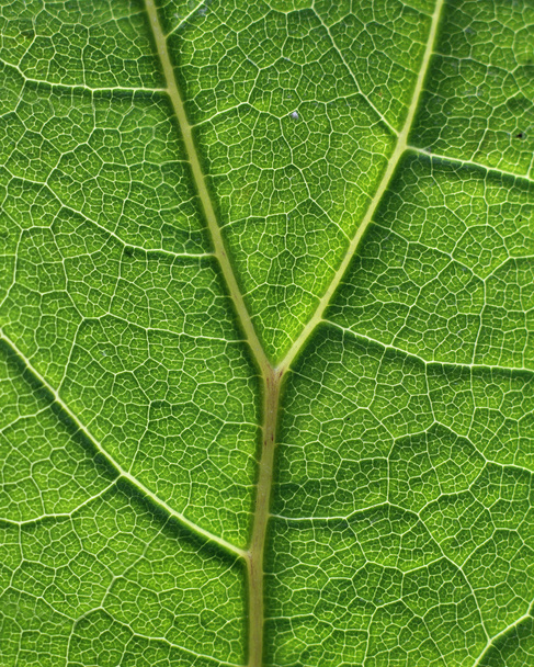 vzorek textury buněk zelený list - Fotografie, Obrázek