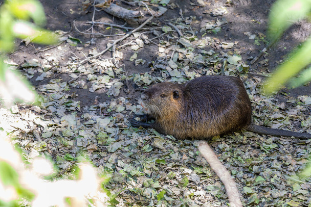 Nutria on banks of the canal. Wild nutria in Germany - Photo, Image