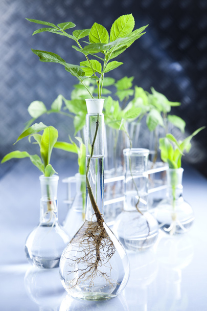 Laboratory glassware, Plant - Zdjęcie, obraz