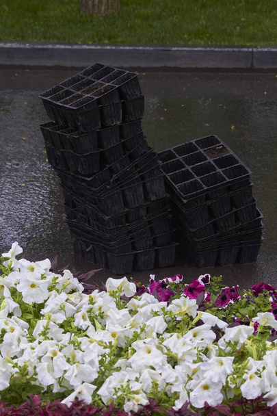 Lote de macetas de plástico usadas de plántulas de flores cerca del cauce de flores en el parque público, enfoque selectivo
 - Foto, Imagen