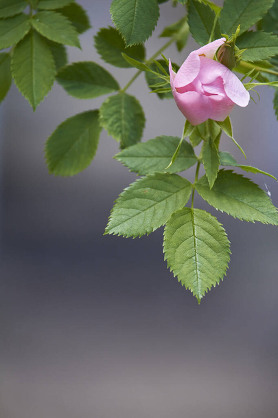 Цветущие ярко-розовый цветок розы, собака розы, Rosa Canina, шиповник на зеленом фоне листьев, избирательный фокус
 - Фото, изображение