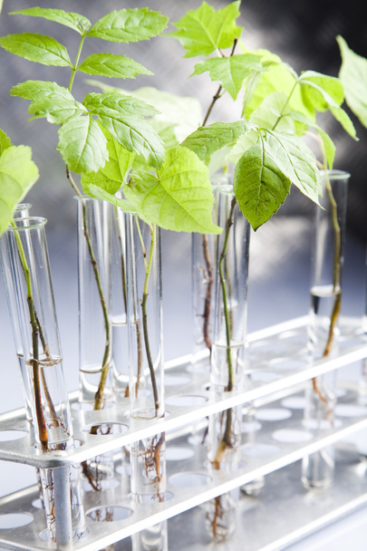 Laboratory glassware containing plants in laboratory - Foto, immagini