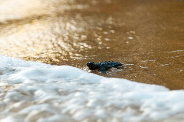 Baba tengeri teknős keltető, fakitermelő faj (caretta caretta), kimászik a tengerre, miután elhagyta a fészek Praia do Forte strand Bahia partján, Brazília - Fotó, kép