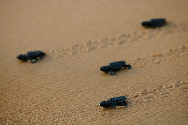 Bebé tortuga marina incubadora (caretta caretta) arrastrándose al mar después de dejar el nido en la playa Praia do Forte en la costa de Bahía, Brasil, de cerca, vista de ángulo bajo
 - Foto, Imagen