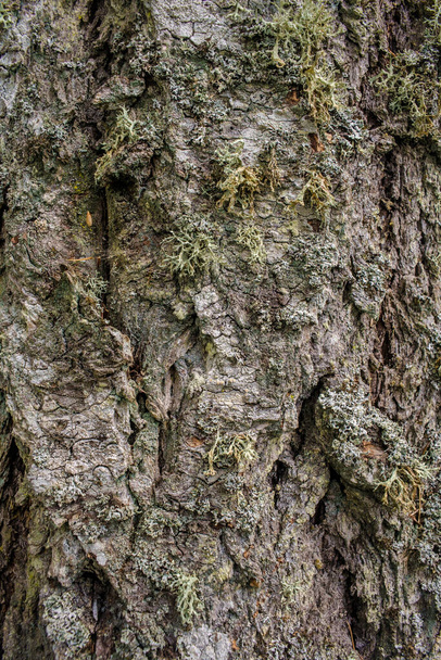 Detail van verschillende korstmossen die groeien op schors van Douglas Fir boom - Foto, afbeelding