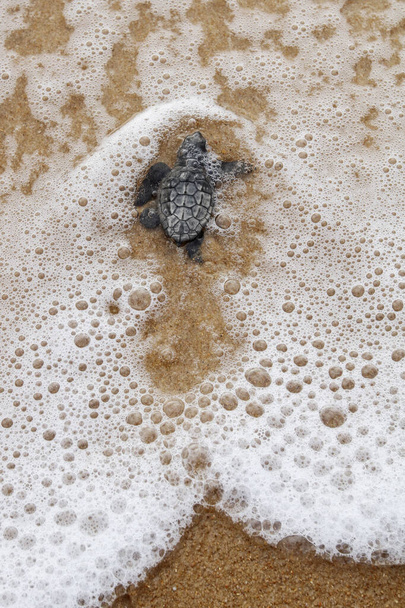 Младенец морской черепахи вылупился из гнезда на пляже Прайя-ду-Форте на побережье Баия, Бразилия, вблизи, вид с низкого угла
 - Фото, изображение