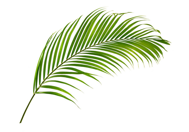 пальмовые листья на белом фоне. - Фото, изображение